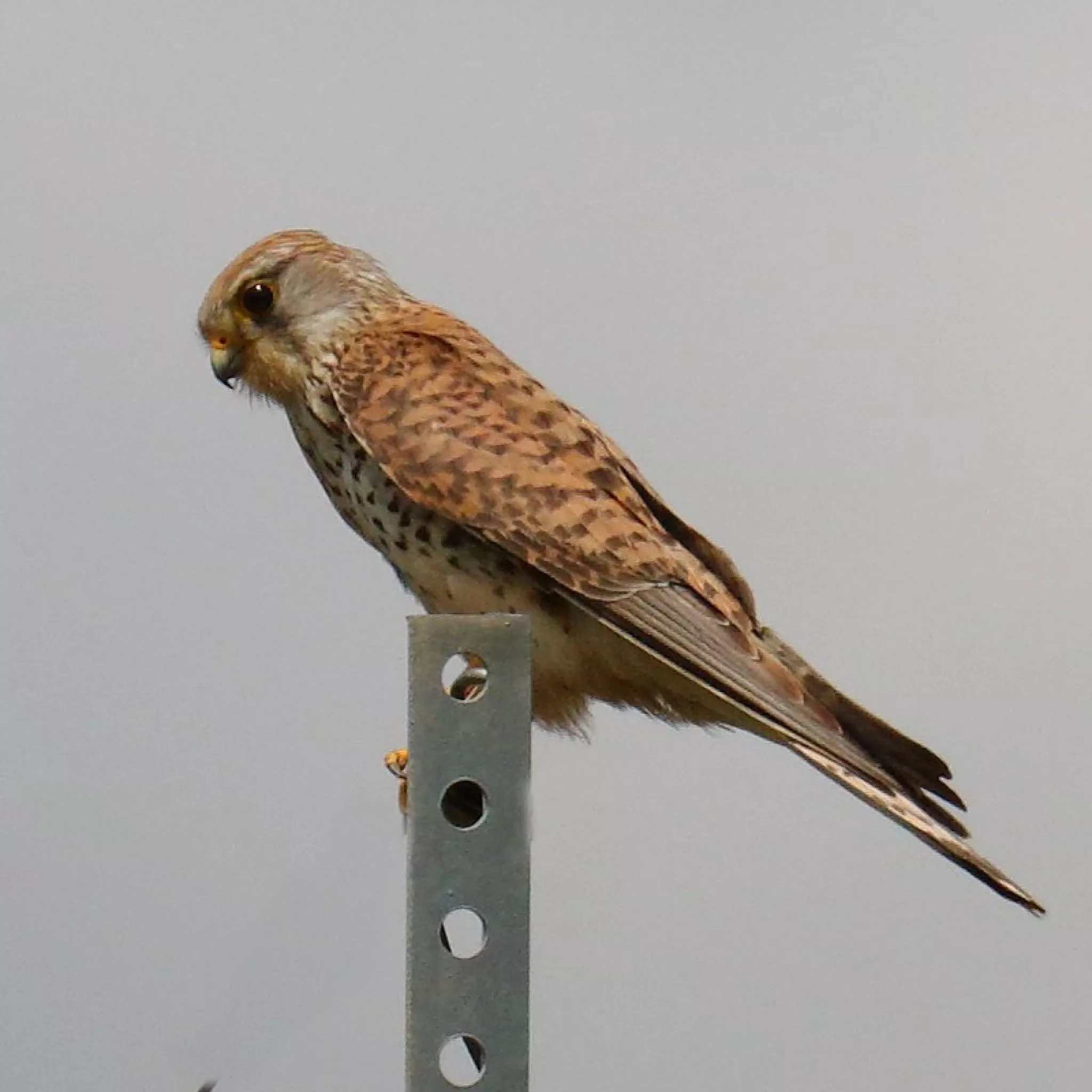 Faucon crécerelle - H. Forest - LPO Centre-Val de Loire