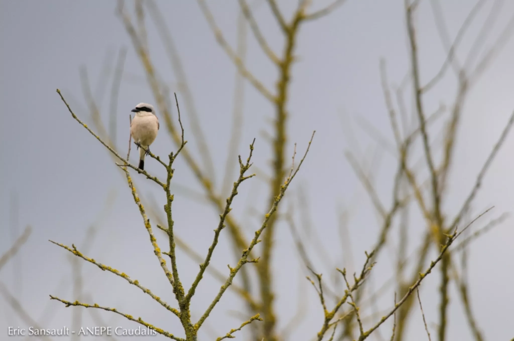 Pie-grièche écorcheur - E.Sansault - ANEPE Caudalis