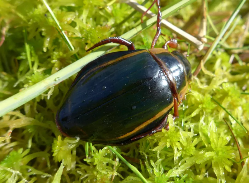 Grand Dytique © O.Machač Grand Dytique