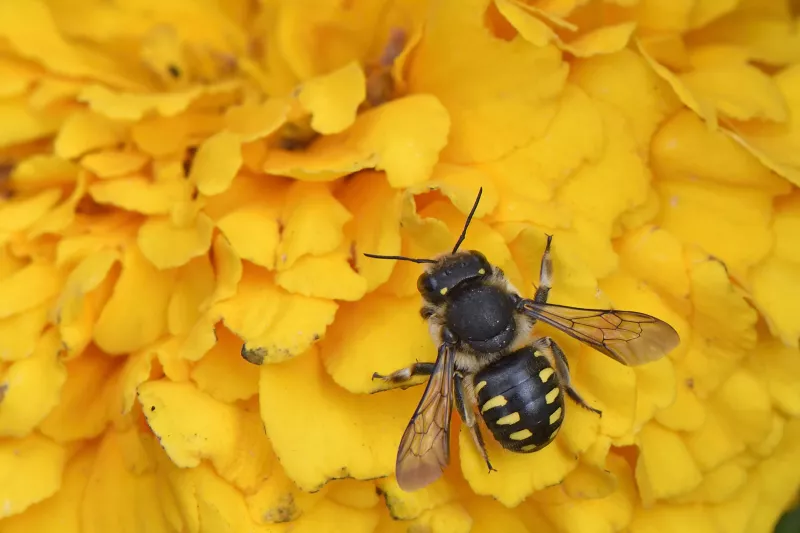Anthidium septemspinosum ©A.Ascencio-Parvy Hyménoptère