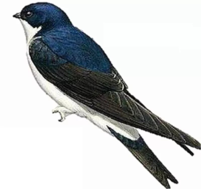 Hirondelle de fenêtre