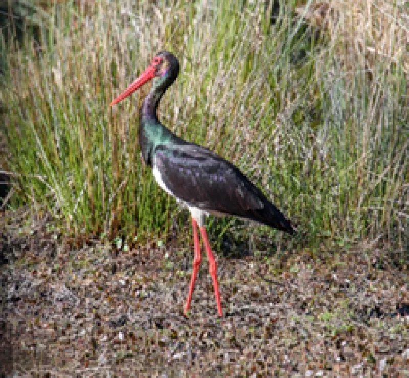 (C) E. Sansault - ANEPE Caudalis