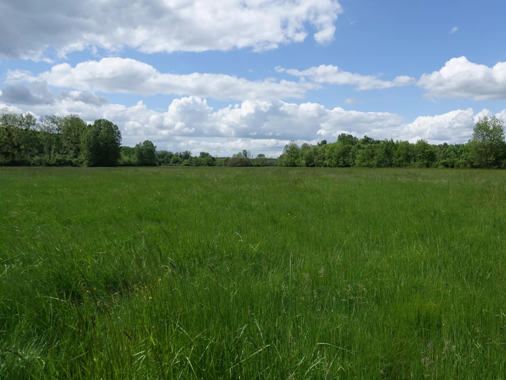 Les prairies humides du Fouzon à Couffy (41)