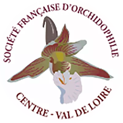 SFO CVL SFO CVL