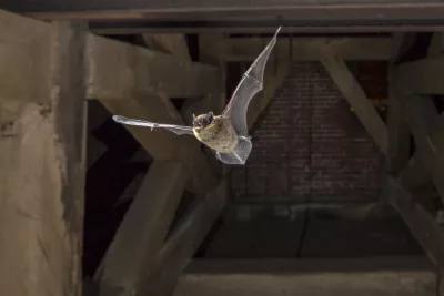 Pipistrelle volant dans une église Pipistrelle volant dans une église
