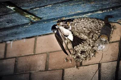 Mère hirondelle nourrissant ses petits Mère hirondelle nourrissant ses petits